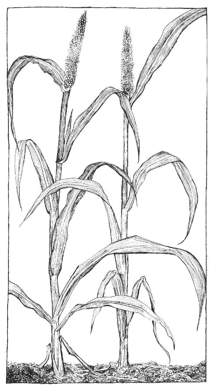 Bajra